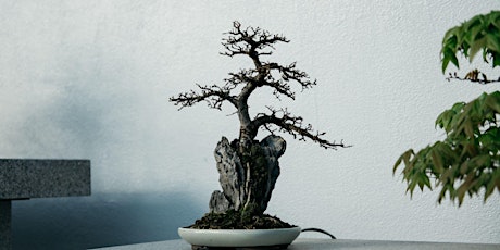 Hauptbild für Indoor Bonsai