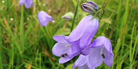 The Birds and the Bees of Lily Loch