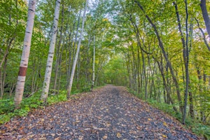 Immagine principale di Earth Day Walk & Talk: Trees & Trails 