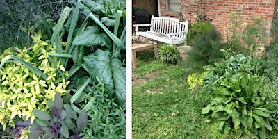 Hauptbild für Growing Herbs with Texas A & M