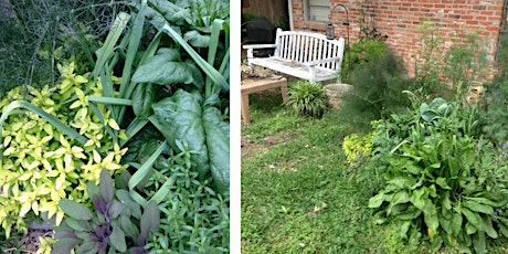 Growing Herbs with Texas A & M