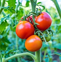 Hauptbild für Backyard Mindfulness Seminar - Vegetable Gardening