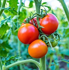 Backyard Mindfulness Seminar - Vegetable Gardening