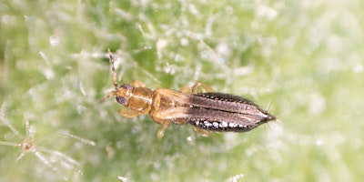 Primaire afbeelding van PEST ALERT for gardeners and growers - Thrips parvispinus