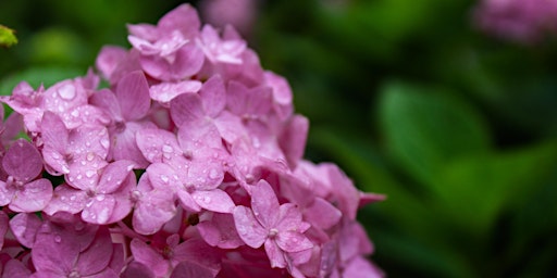 Immagine principale di Father's Day Weekend Forest Bathing with Sage & Paul — June 15 