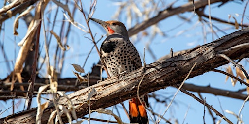 Imagem principal do evento Chapungu Sculpture Park: Bird Walk