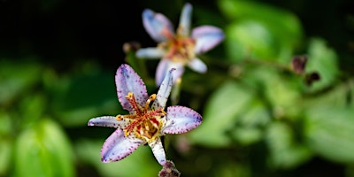 Hauptbild für Fall Equinox Forest Bathing with Sage & Paul — September 22