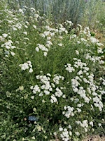 Primaire afbeelding van Introduction to Herbalism