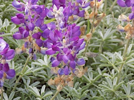 Primaire afbeelding van Briones Reservoir Wildflowers