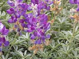 Briones Reservoir Wildflowers