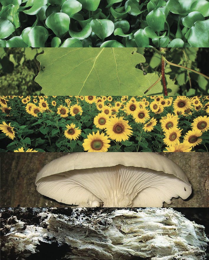 FREE! Understanding and Addressing Soil Contamination