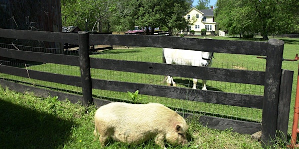 The White Pig Animal Sanctuary Open House