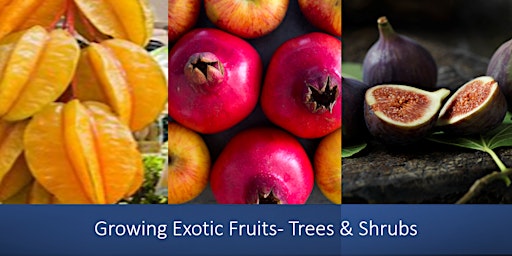 Imagen principal de Growing Exotic Fruits - Trees & Shrubs