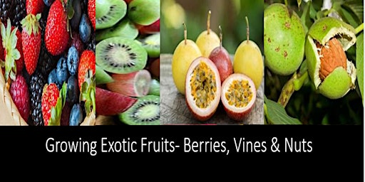 Imagem principal de Growing Exotic Fruits - Berries, Vines & Nuts