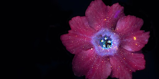 Image principale de Biofluorescent Night Walk ECC 2511