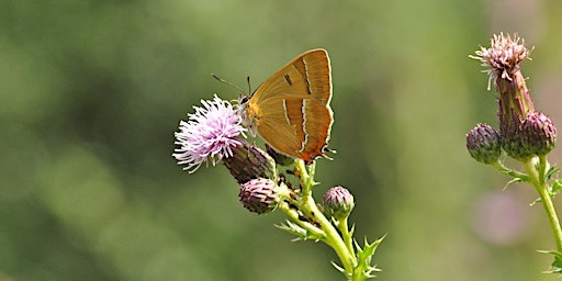 Imagem principal de Landscapes for Lepidoptera