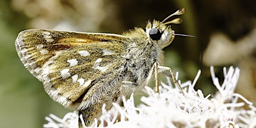 Imagem principal de Surrey Butterflies: One Year On