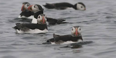 RSPB Birdwatching cruise