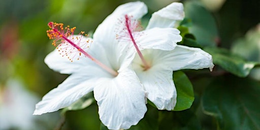 Hauptbild für CANCELED: Botany Brown Bag: Amazing Hawaiian Plants by Dr. Tom Gillespie