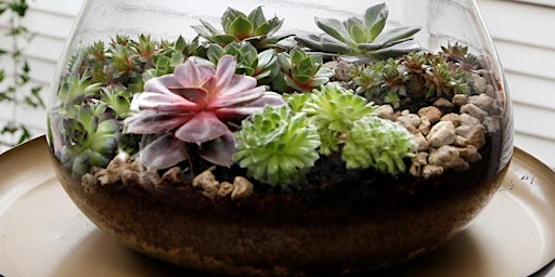 Image principale de DIY Terrarium Class