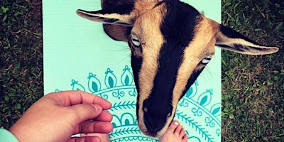 Imagem principal de Baby Goat Yoga