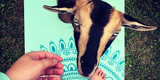 Baby Goat Yoga primary image