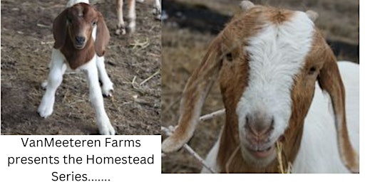 Primaire afbeelding van Raising Goats