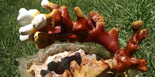 Cultivating Medicinal Mushrooms: Reishi primary image