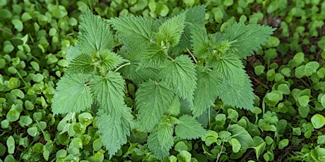 Edmonds Spring Plant Walk