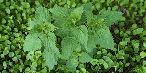 Hauptbild für Spring Plant Walk