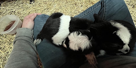 Goat Therapy & Baby Cuddles primary image