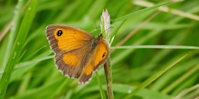 Primaire afbeelding van Brilliant Butterflies (ECC2806)