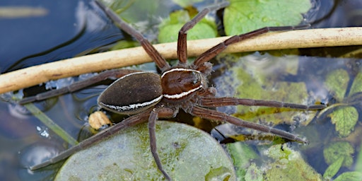 Imagem principal de Fen Raft Spider Talk  (ECC2806)