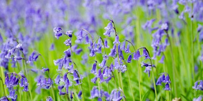 Imagen principal de Spring wildflower walk at Dulwich Woods