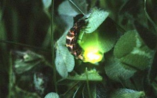 Glow Worm Evening Walk (ECC2806) primary image