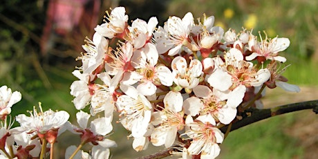 Senses of spring at Dulwich Woods