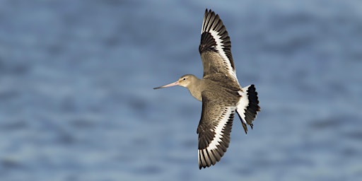 Primaire afbeelding van Autumn Migration at Carlton Marshes (ECC2801)