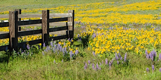 Stillness in Natural Silence | Silent Walks primary image