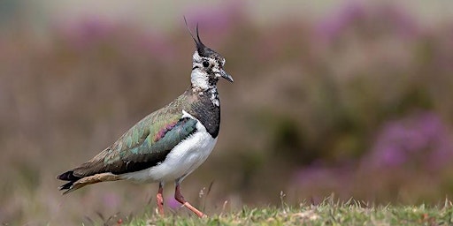 Primaire afbeelding van Morning on the Marshes: Autumn Migrants (ECC2801)