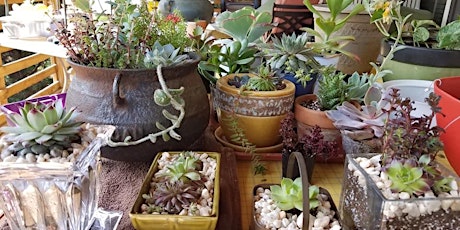 Succulent Planting in Vintage Containers primary image