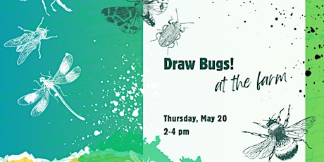 Draw Bugs! at the Farm