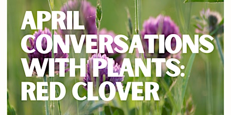 Conversations with Plants: Red Clover!