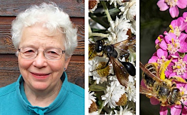 Garden Talk: Where Have All the Insects Gone? with Linda Gilkeson