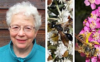 Imagen principal de Garden Talk: Where Have All the Insects Gone? with Linda Gilkeson