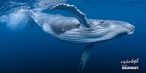 Immagine principale di NaturallyGC Kids - Wild About Whales 