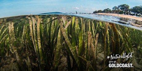 NaturallyGC  Kids - Seagrass Meadows