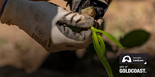 Primaire afbeelding van NaturallyGC: Carrara Landcare Group- Tree planting