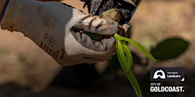 Imagem principal do evento NaturallyGC: Carrara Landcare Group- Tree planting