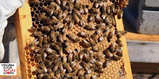 Imagem principal do evento Bee-utiful Experience: The Beekeeper’s Tour