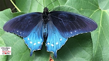 Butterfly Bliss: Guided Tour, Photography & Pub primary image
